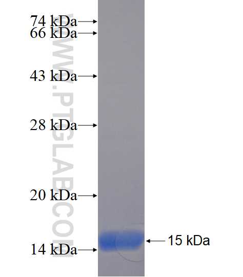 ECE1 fusion protein Ag23144 SDS-PAGE