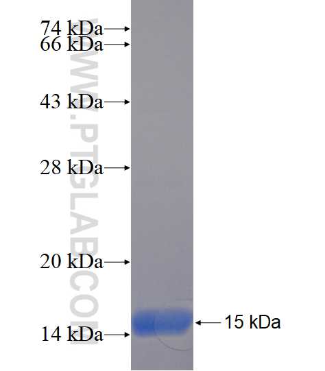 ECE1 fusion protein Ag23144 SDS-PAGE