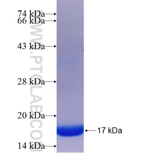 ECE1 fusion protein Ag26049 SDS-PAGE