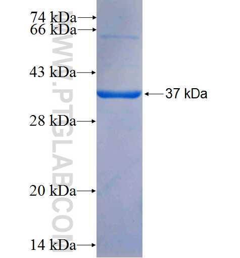 ECE1 fusion protein Ag26124 SDS-PAGE