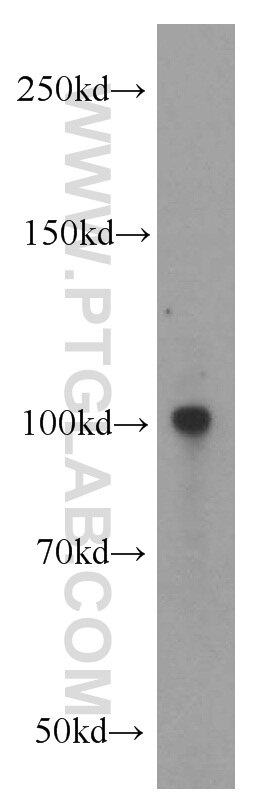 Western Blot (WB) analysis of mouse ovary tissue using ECE2 Polyclonal antibody (15418-1-AP)