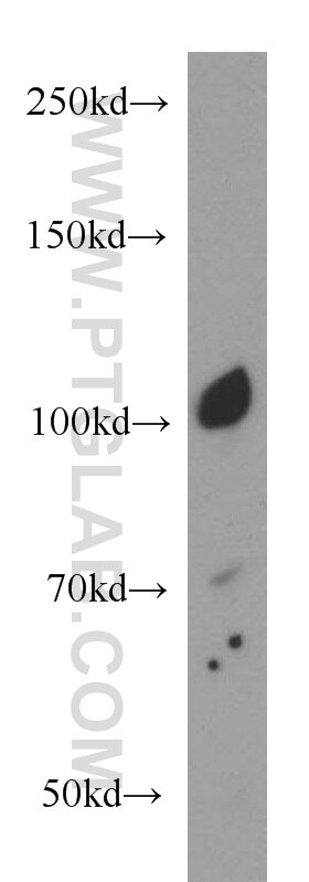Western Blot (WB) analysis of mouse lung tissue using ECE2 Polyclonal antibody (15418-1-AP)