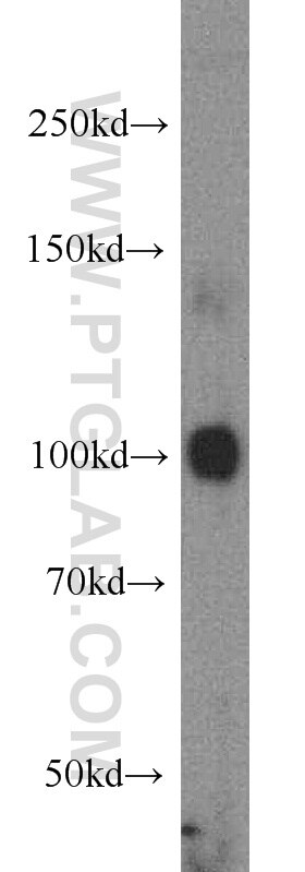 Western Blot (WB) analysis of mouse liver tissue using ECE2 Polyclonal antibody (15418-1-AP)