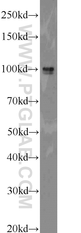 Western Blot (WB) analysis of mouse lung tissue using ECE2 Polyclonal antibody (15418-1-AP)