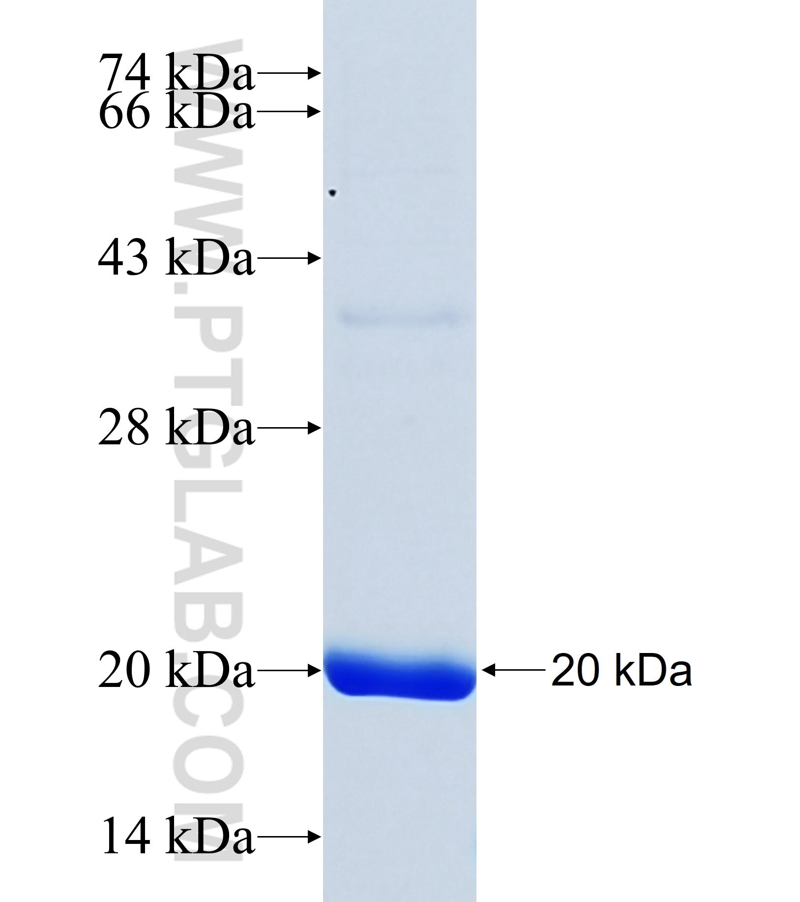 ECE2 fusion protein Ag37086 SDS-PAGE