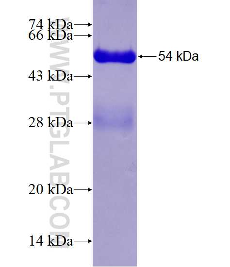 ECE2 fusion protein Ag7706 SDS-PAGE