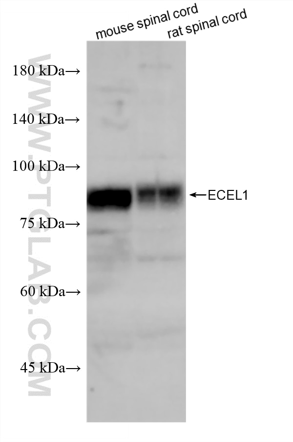 Western Blot (WB) analysis of various lysates using ECEL1 Recombinant monoclonal antibody (87583-1-RR)