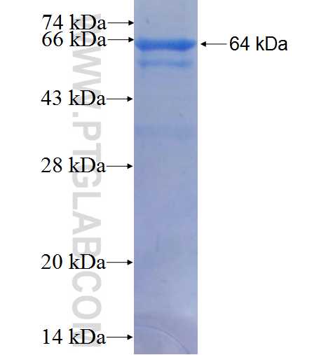 ECEL1 fusion protein Ag5460 SDS-PAGE