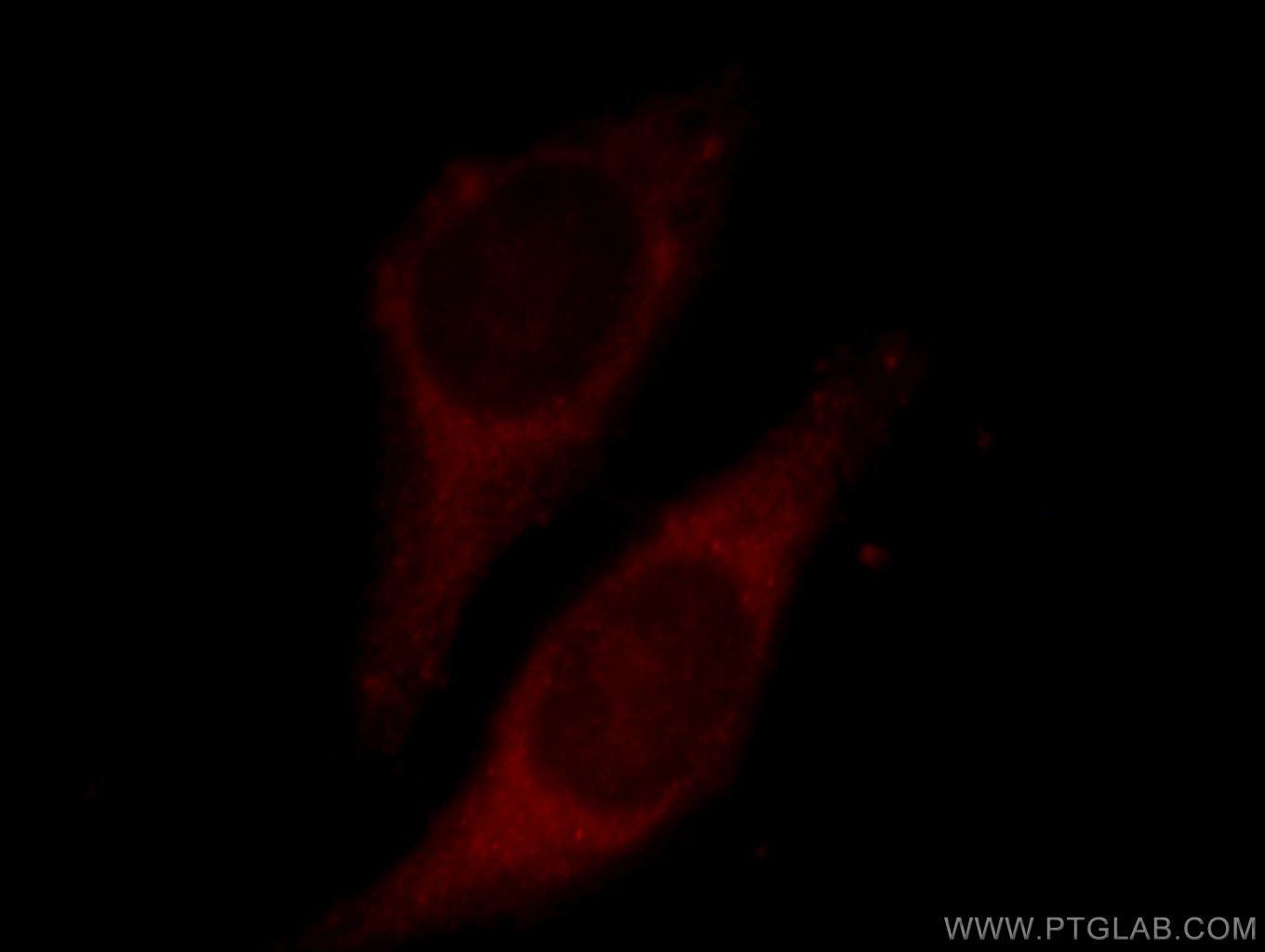 Immunofluorescence (IF) / fluorescent staining of HepG2 cells using ECH1 Polyclonal antibody (11385-1-AP)
