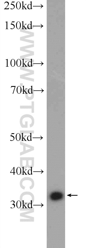 Western Blot (WB) analysis of K-562 cells using ECH1 Polyclonal antibody (11385-1-AP)