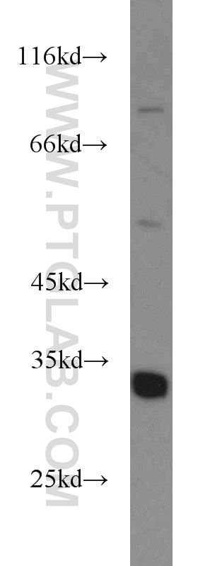Western Blot (WB) analysis of mouse liver tissue using ECH1 Polyclonal antibody (11385-1-AP)