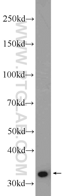 Western Blot (WB) analysis of mouse heart tissue using ECH1 Polyclonal antibody (11385-1-AP)