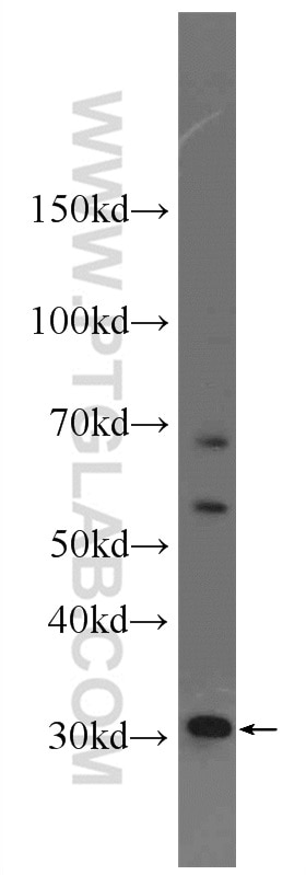 Western Blot (WB) analysis of L02 cells using ECH1 Polyclonal antibody (11385-1-AP)