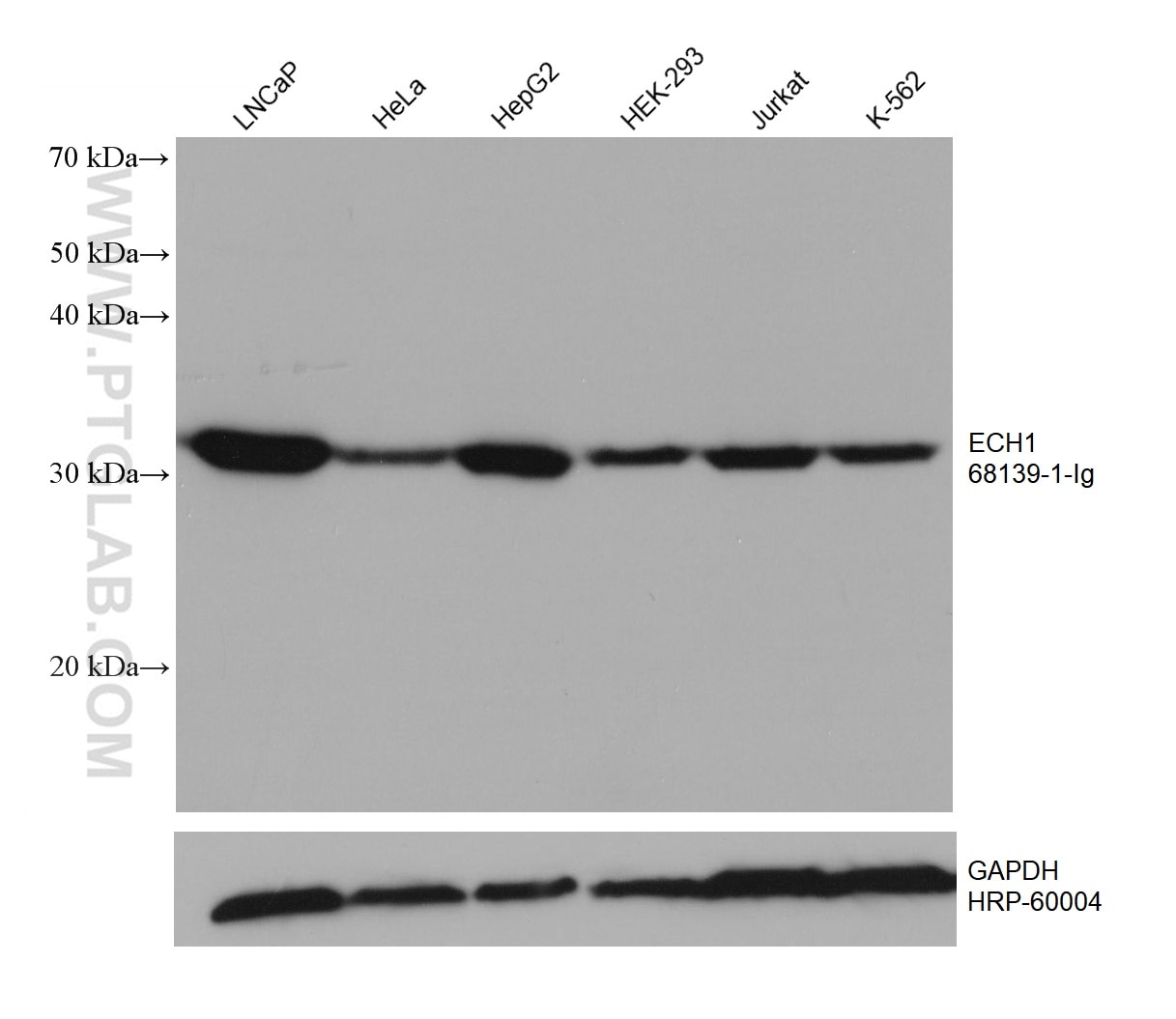 Western Blot (WB) analysis of various lysates using ECH1 Monoclonal antibody (68139-1-Ig)