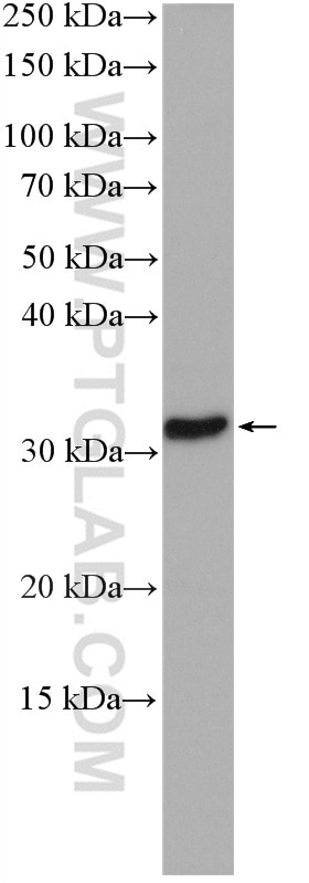 Western Blot (WB) analysis of PC-12 cells using ECHDC1 Polyclonal antibody (27732-1-AP)