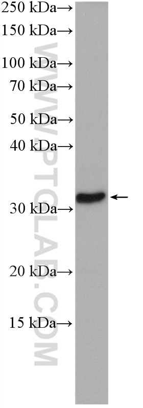 WB analysis of PC-12 using 27732-1-AP