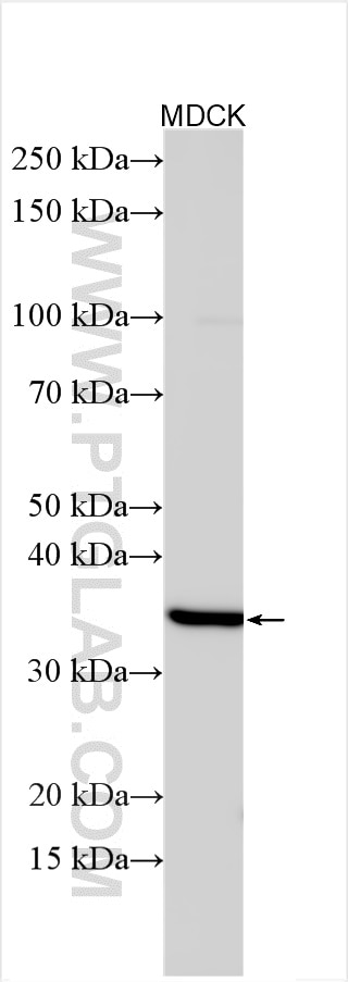 Western Blot (WB) analysis of various lysates using ECHDC3 Polyclonal antibody (27098-1-AP)