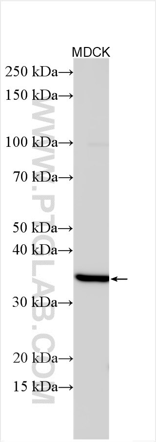 WB analysis using 27098-1-AP