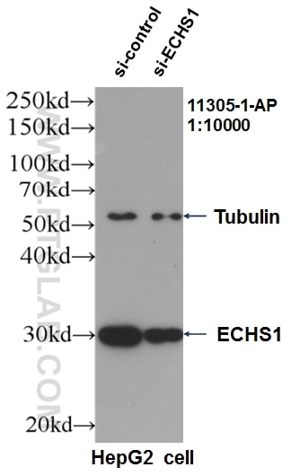 Western Blot (WB) analysis of HepG2 cells using ECHS1 Polyclonal antibody (11305-1-AP)