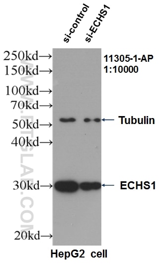 WB analysis of HepG2 using 11305-1-AP