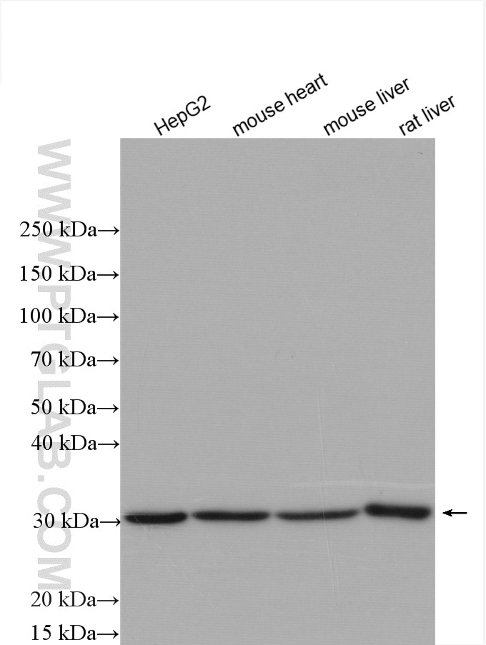 Western Blot (WB) analysis of various lysates using ECHS1 Polyclonal antibody (11305-1-AP)