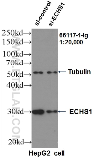 Western Blot (WB) analysis of HepG2 cells using ECHS1 Monoclonal antibody (66117-1-Ig)