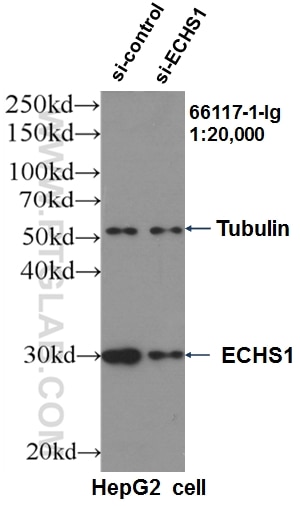 WB analysis of HepG2 using 66117-1-Ig