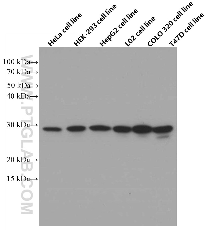Western Blot (WB) analysis of various lysates using ECHS1 Monoclonal antibody (66117-1-Ig)
