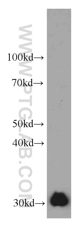 Western Blot (WB) analysis of PC-3 cells using ECHS1 Monoclonal antibody (66117-1-Ig)