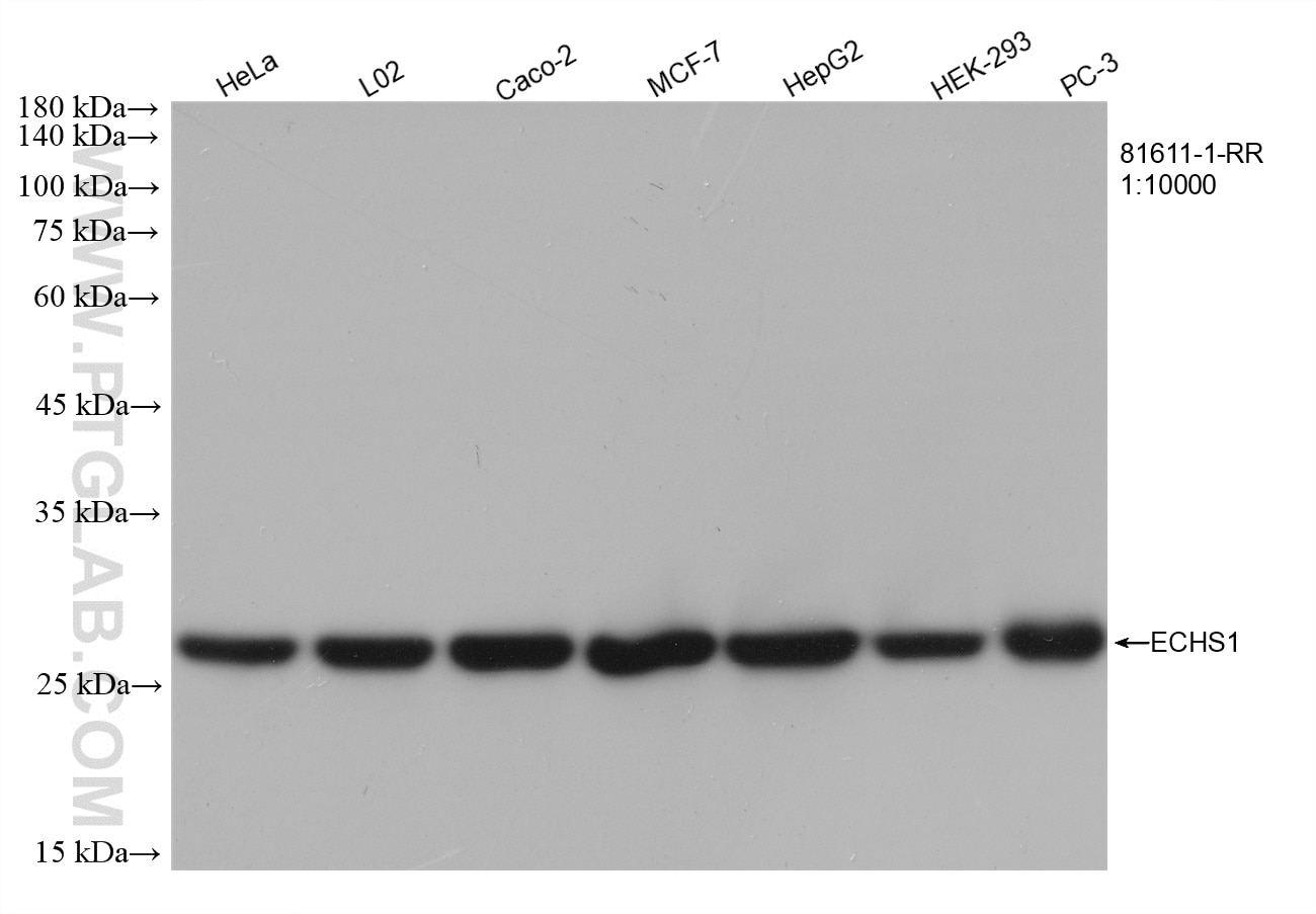 Western Blot (WB) analysis of various lysates using ECHS1 Recombinant antibody (81611-1-RR)