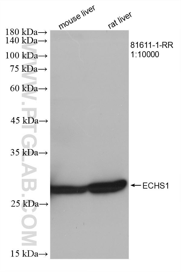 Western Blot (WB) analysis of various lysates using ECHS1 Recombinant antibody (81611-1-RR)