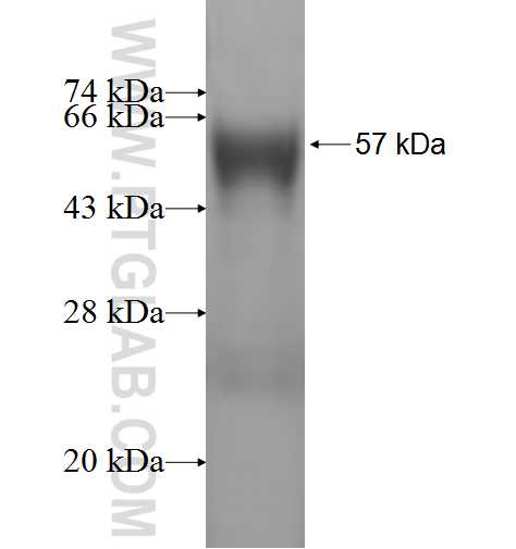 ECHS1 fusion protein Ag1842 SDS-PAGE
