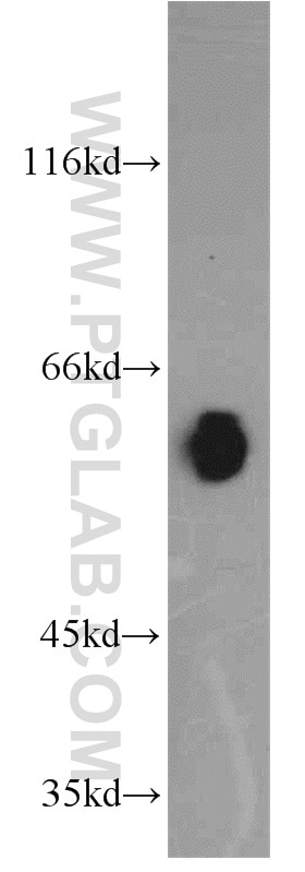 Western Blot (WB) analysis of L02 cells using ECM1 Polyclonal antibody (11521-1-AP)