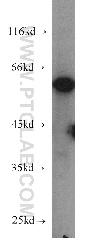 Western Blot (WB) analysis of MCF-7 cells using ECM1 Monoclonal antibody (66023-1-Ig)