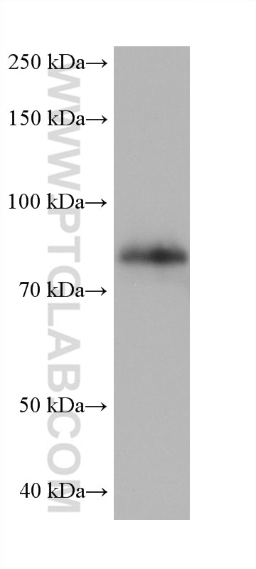 Western Blot (WB) analysis of human placenta tissue using ECM1 Monoclonal antibody (68472-1-Ig)