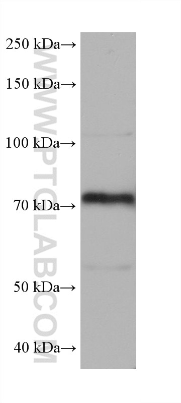Western Blot (WB) analysis of A431 cells using ECM1 Monoclonal antibody (68472-1-Ig)