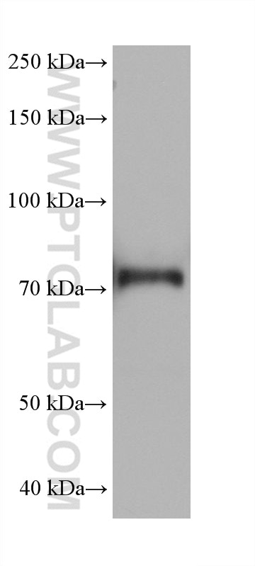 Western Blot (WB) analysis of K-562 cells using ECM1 Monoclonal antibody (68472-1-Ig)