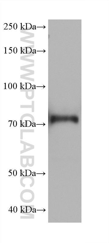 WB analysis of K-562 using 68472-1-Ig