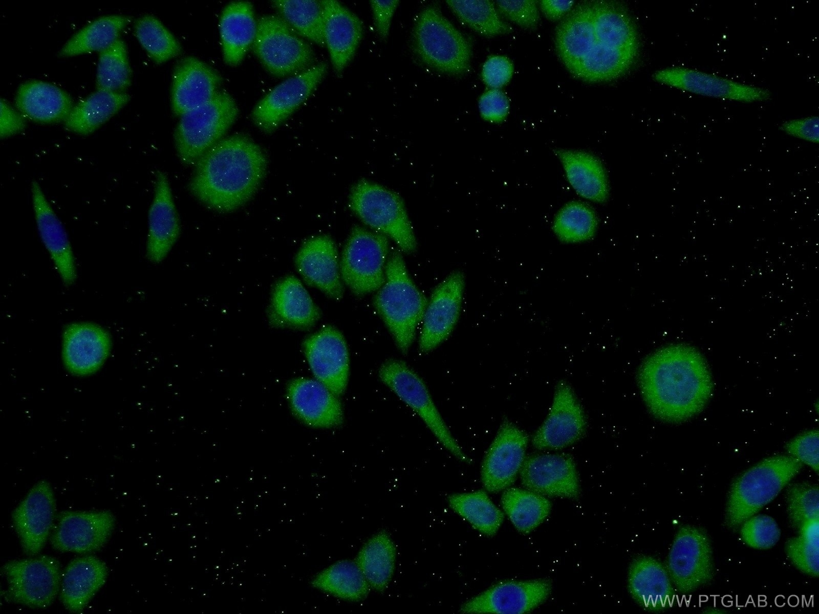 Immunofluorescence (IF) / fluorescent staining of L02 cells using ECM2 Polyclonal antibody (21376-1-AP)