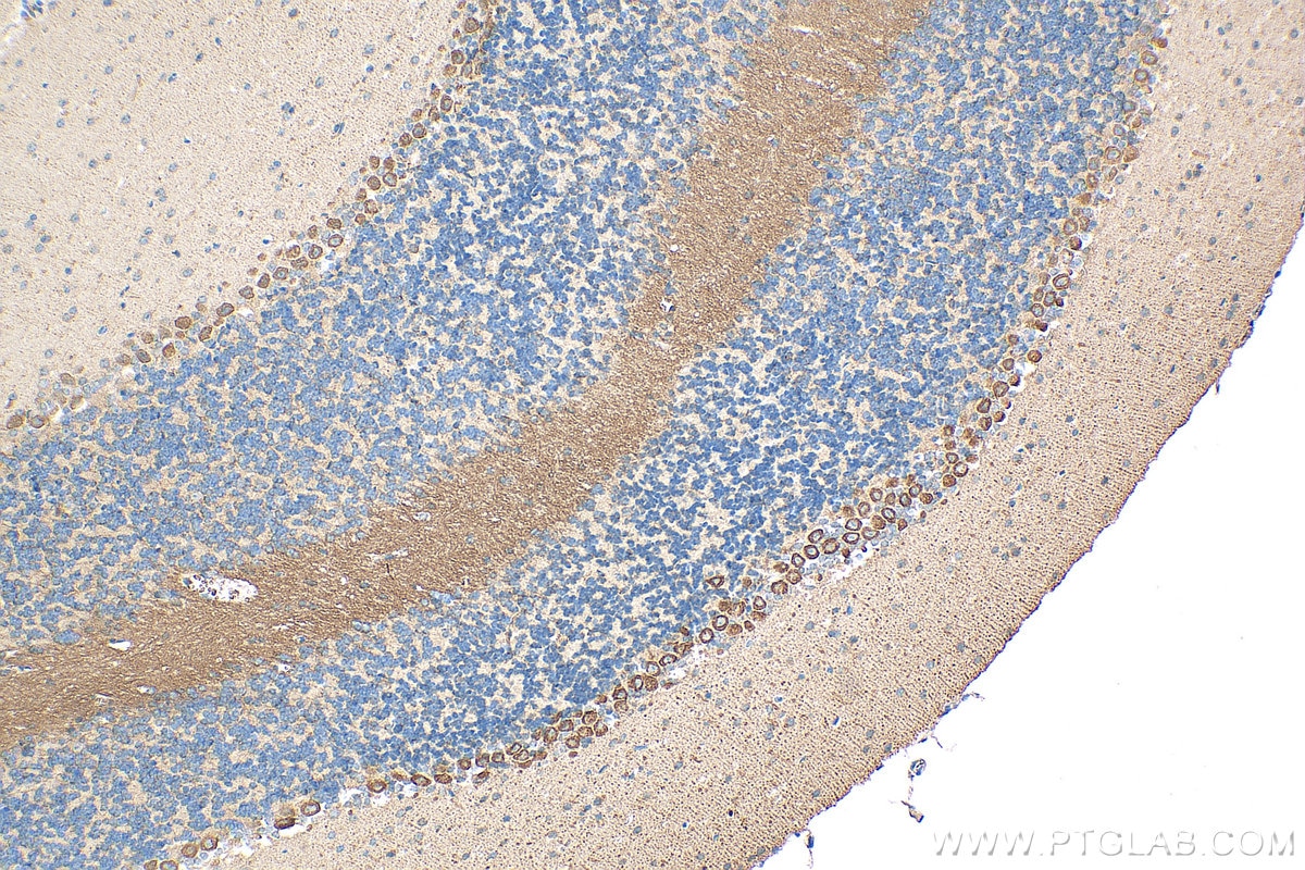 Immunohistochemistry (IHC) staining of mouse cerebellum tissue using ECM2 Polyclonal antibody (21376-1-AP)