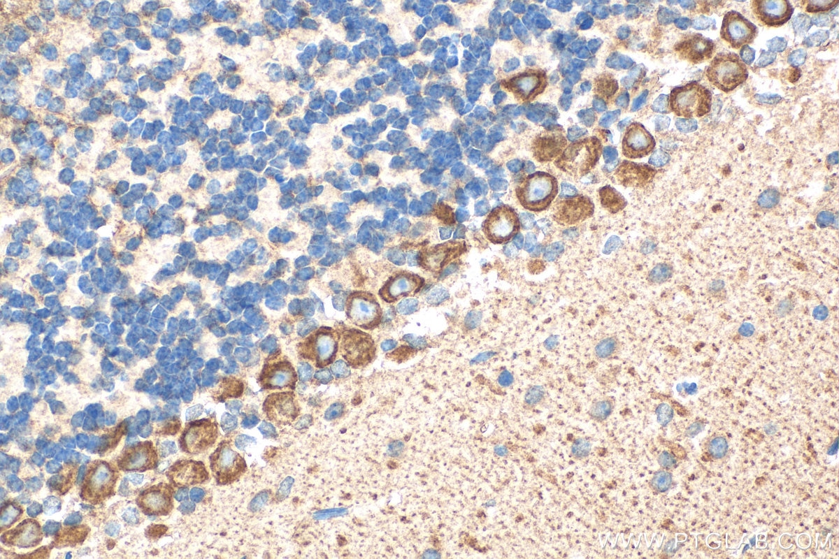 Immunohistochemistry (IHC) staining of mouse cerebellum tissue using ECM2 Polyclonal antibody (21376-1-AP)