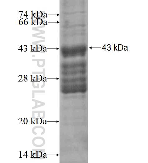 ECOP fusion protein Ag3225 SDS-PAGE