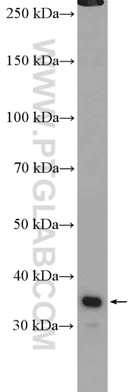 Western Blot (WB) analysis of HepG2 cells using DPPA2 Polyclonal antibody (12689-1-AP)