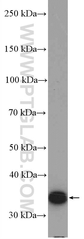 Western Blot (WB) analysis of MCF-7 cells using DPPA2 Polyclonal antibody (12689-1-AP)