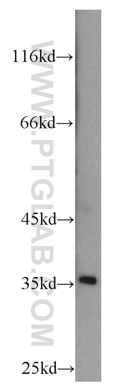 Western Blot (WB) analysis of HepG2 cells using DPPA2 Polyclonal antibody (12689-1-AP)