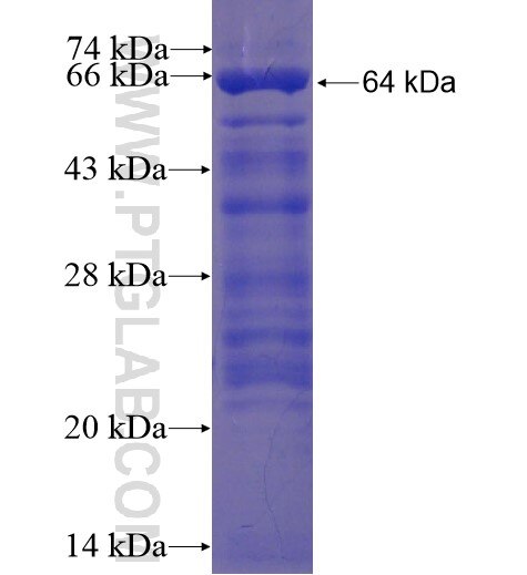 ECSA fusion protein Ag10795 SDS-PAGE