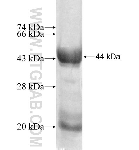 ECSA fusion protein Ag11004 SDS-PAGE