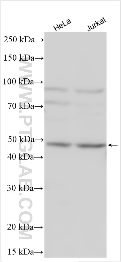 Western Blot (WB) analysis of various lysates using ECSIT Polyclonal antibody (27548-1-AP)