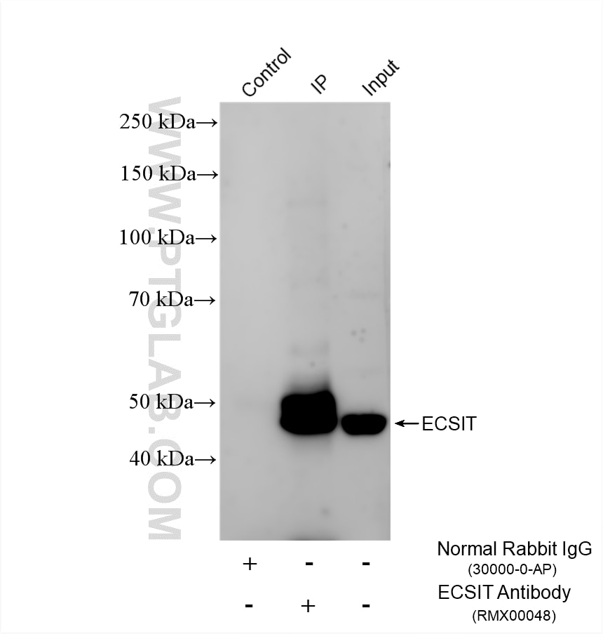 IP experiment of HEK-293 using RMX00048 Immunoprecipitation (IP) experiment of HEK-293 cells using Multi-rAb® ECSIT Multi-Recombinant antibody (RMX00048)