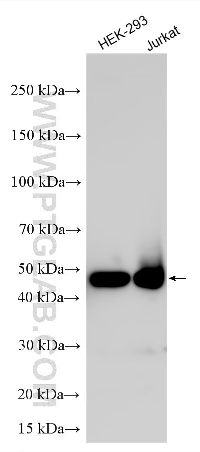 WB analysis using RMX00048 Western Blot (WB) analysis of various lysates using Multi-rAb® ECSIT Multi-Recombinant antibody (RMX00048)